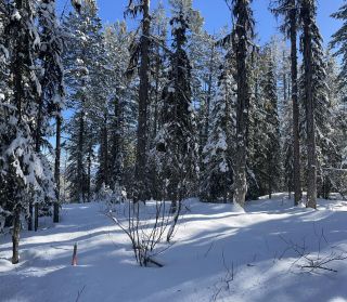 Photo 10: DL 801 HIGHWAY 3B in Rossland: Vacant Land for sale : MLS®# 2474556