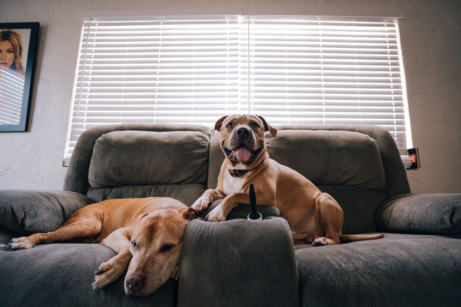 Top tips for creating a more pet-friendly home