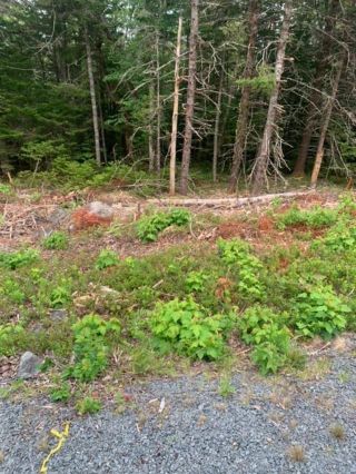 Photo 15: Highway 7 in Goldenville: 303-Guysborough County Vacant Land for sale (Highland Region)  : MLS®# 202221735