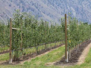 Photo 1: LOT 12 OSPREY Lane: Keremeos Agriculture for sale