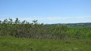 Photo 30: SW 36-20-2W5: Rural Foothills County Residential Land for sale : MLS®# A1231138