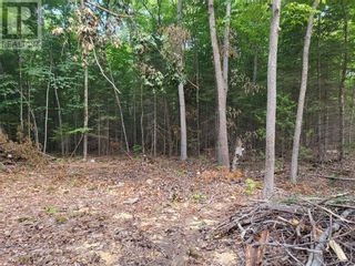 Photo 5: N/A Hwy 542 in Mindemoya: Vacant Land for sale : MLS®# 2112599
