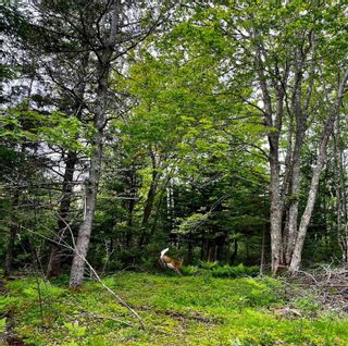 Photo 4: 70 Stonehurst Road in Blue Rocks: 405-Lunenburg County Vacant Land for sale (South Shore)  : MLS®# 202205228