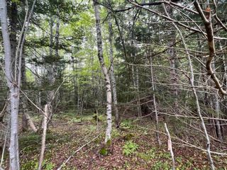 Photo 12: Lot 4 Heron Road in Central West River: 108-Rural Pictou County Vacant Land for sale (Northern Region)  : MLS®# 202221259