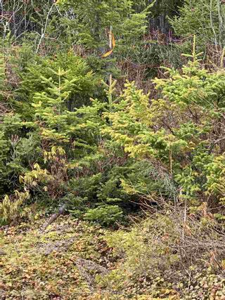 Photo 3: LOT 11-4 Dryden Lake Road in Glengarry Station: 108-Rural Pictou County Vacant Land for sale (Northern Region)  : MLS®# 202008641