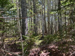Photo 16: Lot Mullock Road in Whynotts Settlement: 405-Lunenburg County Vacant Land for sale (South Shore)  : MLS®# 202212463
