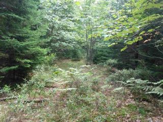 Photo 2: Highway 325 in West Clifford: 405-Lunenburg County Vacant Land for sale (South Shore)  : MLS®# 202220360