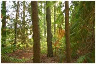 Photo 18: Lot 49 Forest Drive: Blind Bay Land Only for sale (Shuswap Lake)  : MLS®# 10217653