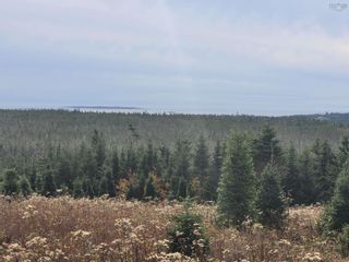 Photo 4: 3200 Clam Harbour Road in Clam Harbour: 35-Halifax County East Vacant Land for sale (Halifax-Dartmouth)  : MLS®# 202226870