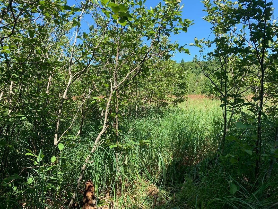 Main Photo: Lot 22-1 little Harbour Road in Frasers Mountain: 108-Rural Pictou County Vacant Land for sale (Northern Region)  : MLS®# 202307895