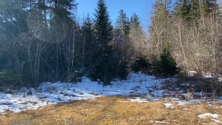 Photo 6: 2430 Cameron Settlement Road in Cameron Settlement: 303-Guysborough County Vacant Land for sale (Highland Region)  : MLS®# 202206555