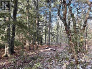 Photo 14: Lot 24 Domino Drive in Westfield: Vacant Land for sale : MLS®# 202325277